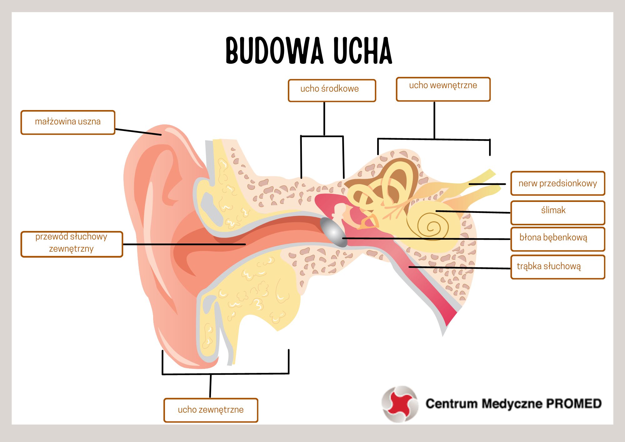 budowa ucha